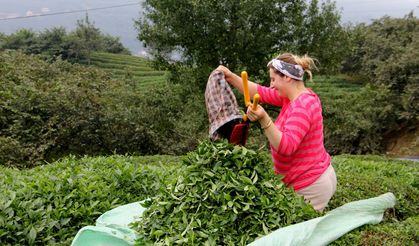 Yıllardır vaat edilen Çay Kanunu unutuldu mu?